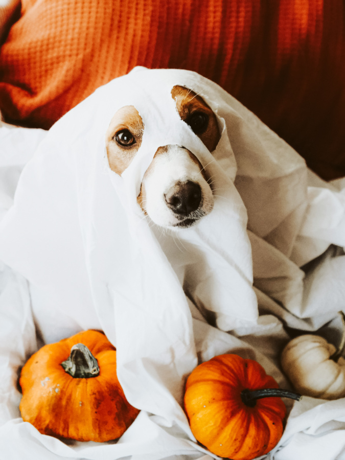 thuis halloween vieren, tips halloweenfeest thuis, hoe thuis halloween vieren 