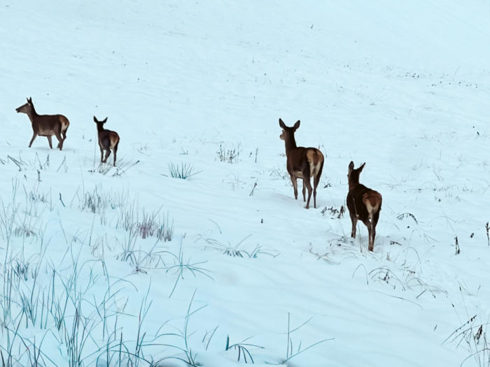 Zakopane travel guide, Zakopane in de winter, hotspots in Zakopane, wintersport in Zakopane